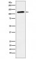Anti-Eph receptor B1 Rabbit Monoclonal Antibody